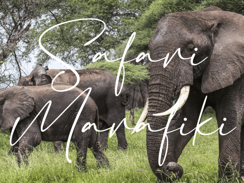 Safari Marafiki · 8 días | Desde&nbsp;3.070€