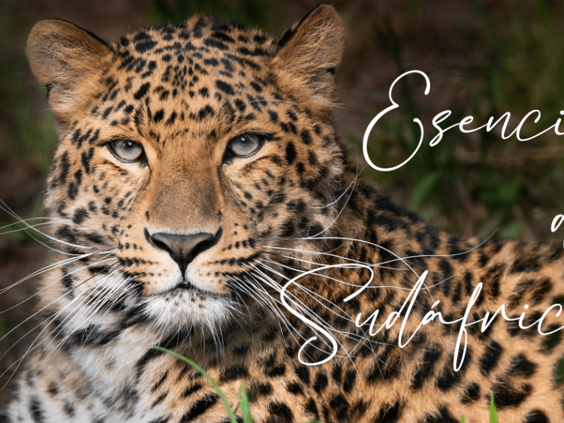 Esencia de Sudáfrica · 8 días | Desde&nbsp;1.620€