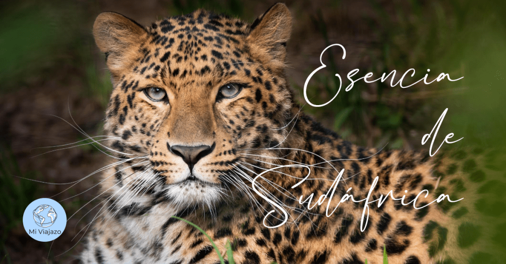 Esencia de Sudáfrica · 8 días | Desde&nbsp;1.620€