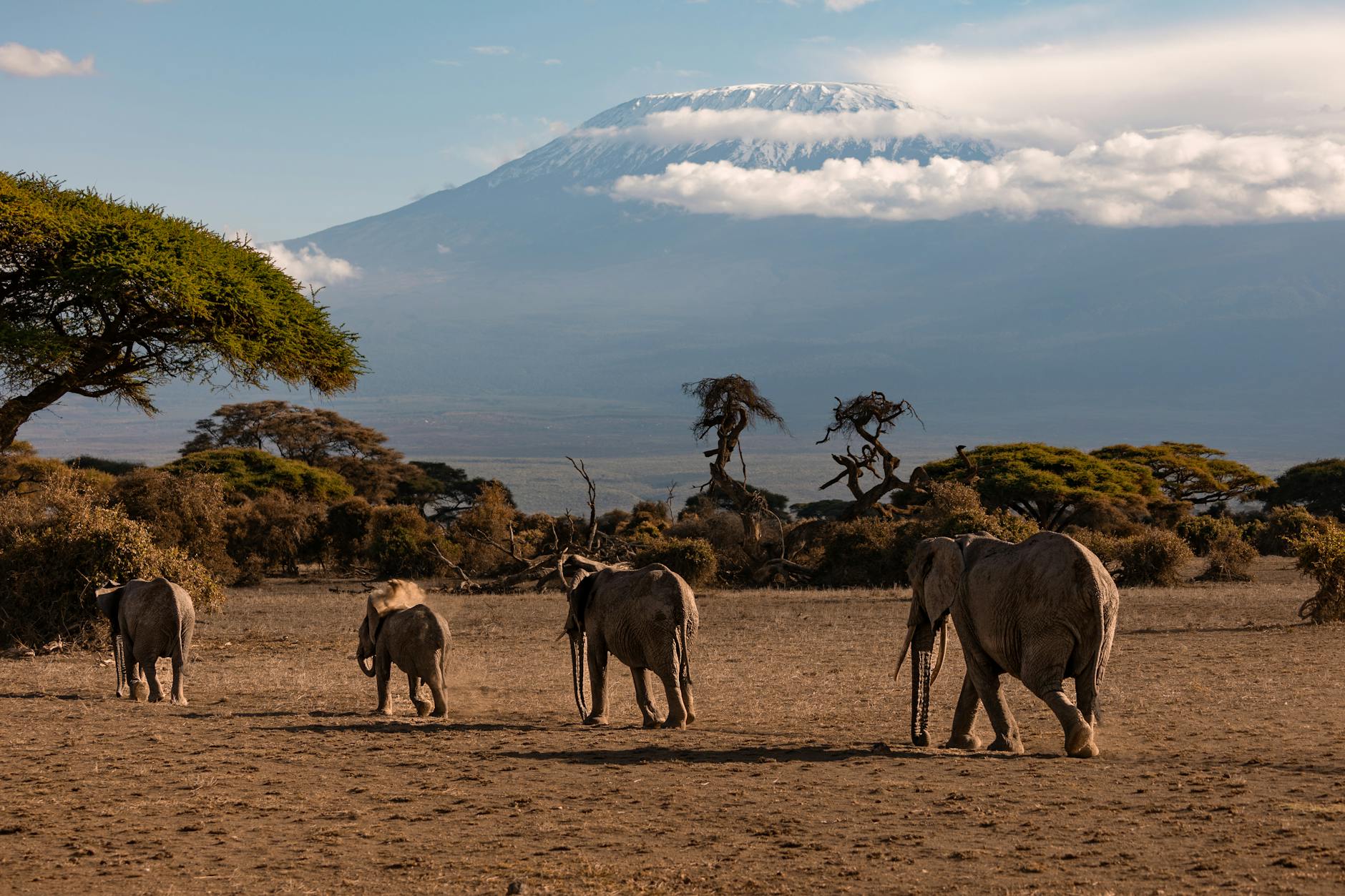 Kilimanjaro