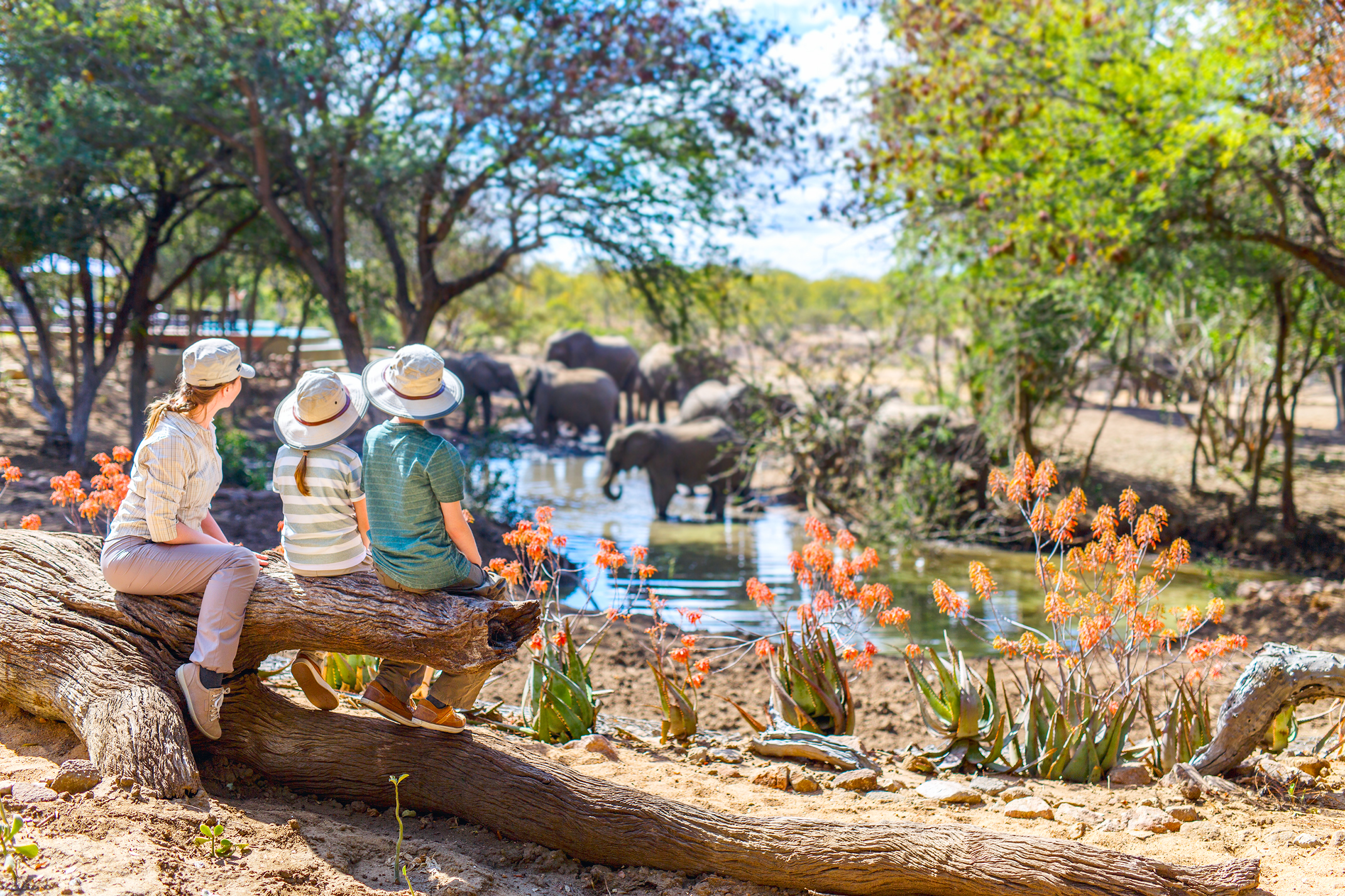 familia en sudafrica viendo animales en su habitat en la naturaleza