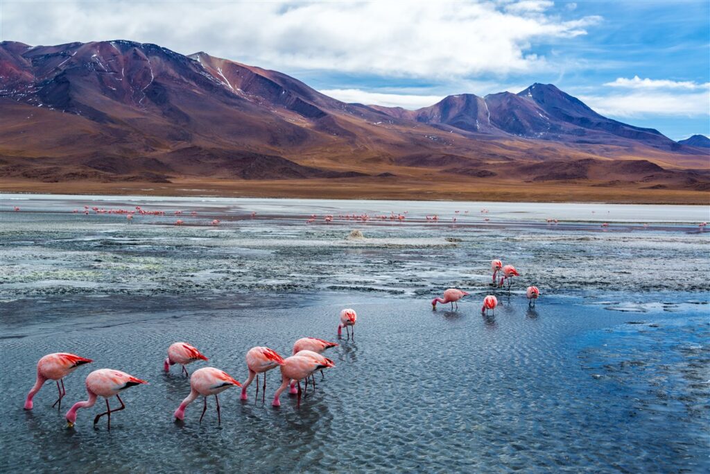 Bolivia, flamencos en un lago en un precioso paisaje